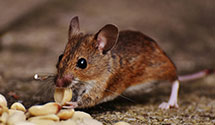 exotic-pet-enclosure-pest-control Experts in Messiah Coll